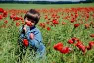 stock-photo-9722878-little-boy-in-the-poppies-field