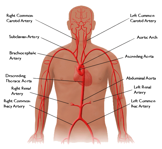 aorta-vessels