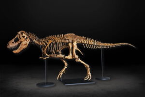See the real Tyrannosaurus Rex “Tyson” fossils at a rare exhibit in ...